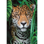 Állatos Jaguar 500 db-os puzzle Clementoni 2